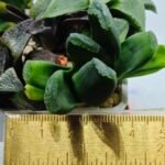 Haworthia Seedling MS183 Truncata Unknown Hybrid Maughanii Unknown) - 1