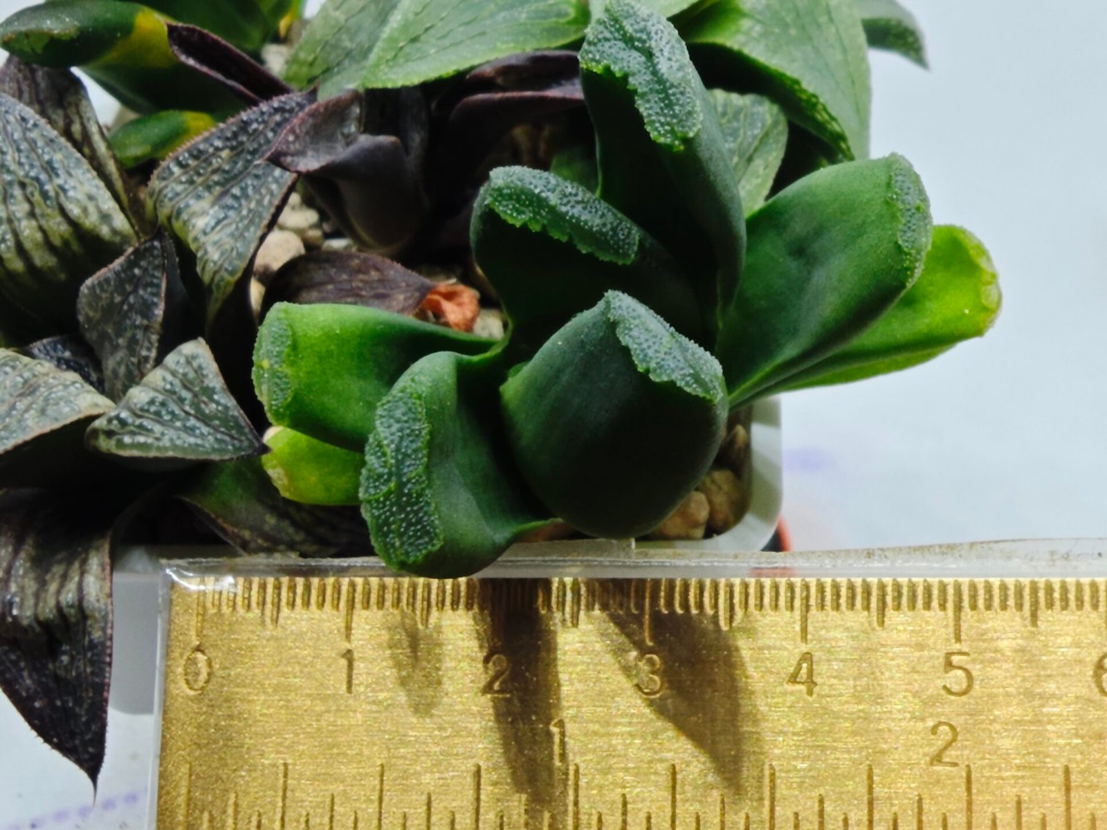 Haworthia Seedling MS183 Truncata Unknown Hybrid Maughanii Unknown) - 1