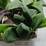 Haworthia Seedling MS183 Truncata Unknown Hybrid Maughanii Unknown) - 2