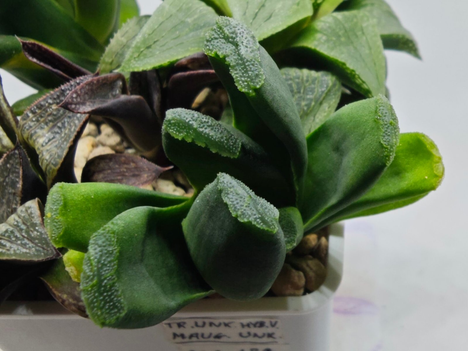 Haworthia Seedling MS183 Truncata Unknown Hybrid Maughanii Unknown) - 2