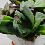 Haworthia Seedling MS183 Truncata Unknown Hybrid Maughanii Unknown) - 3