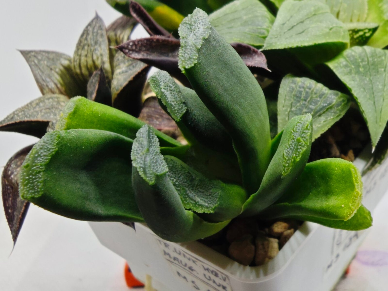 Haworthia Seedling MS183 Truncata Unknown Hybrid Maughanii Unknown) - 3