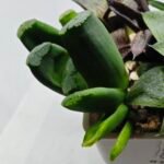 Haworthia Seedling MS183 Truncata Unknown Hybrid Maughanii Unknown) - 4