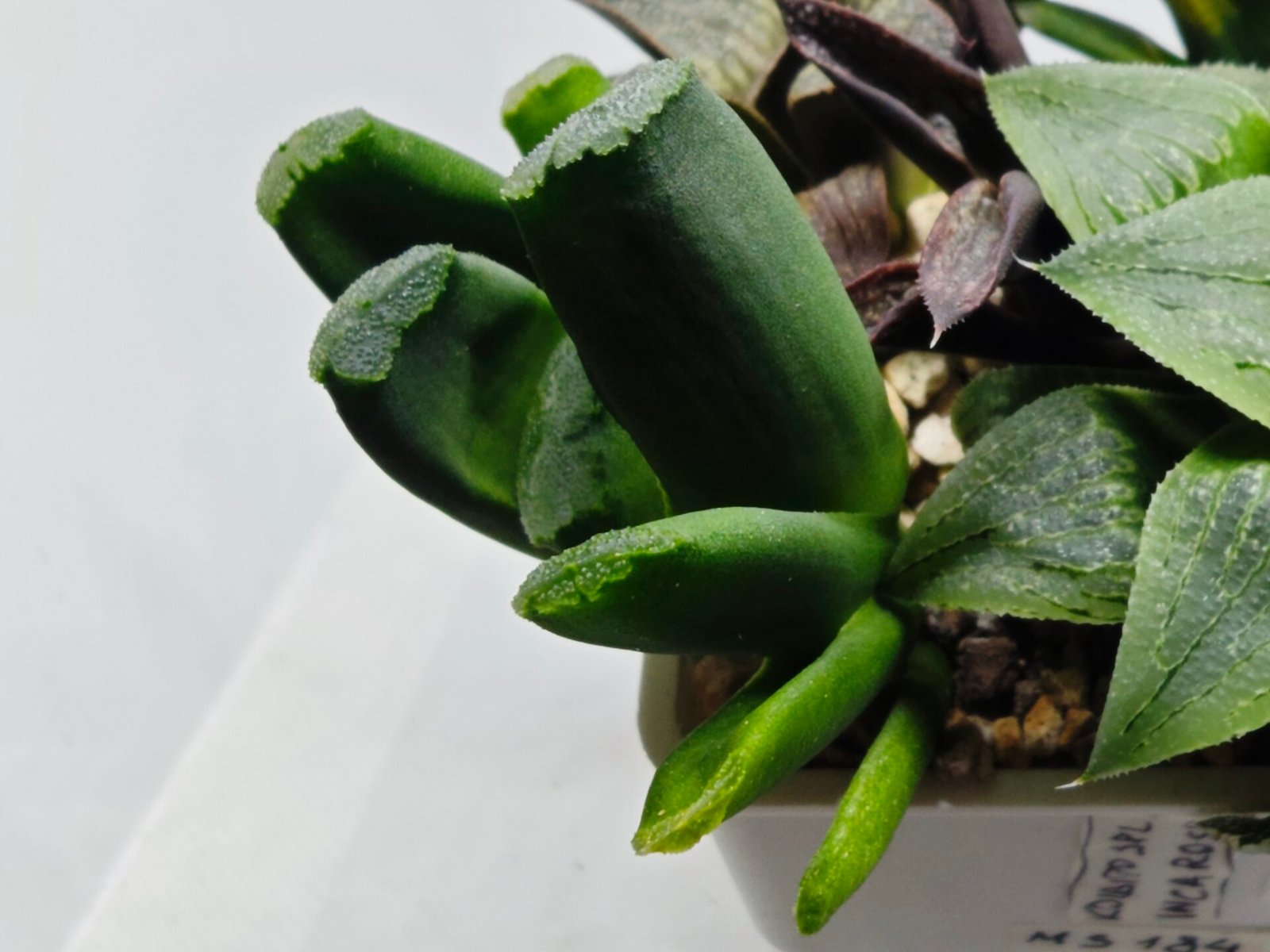 Haworthia Seedling MS183 Truncata Unknown Hybrid Maughanii Unknown) - 4