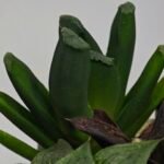 Haworthia Seedling MS183 Truncata Unknown Hybrid Maughanii Unknown) - 6