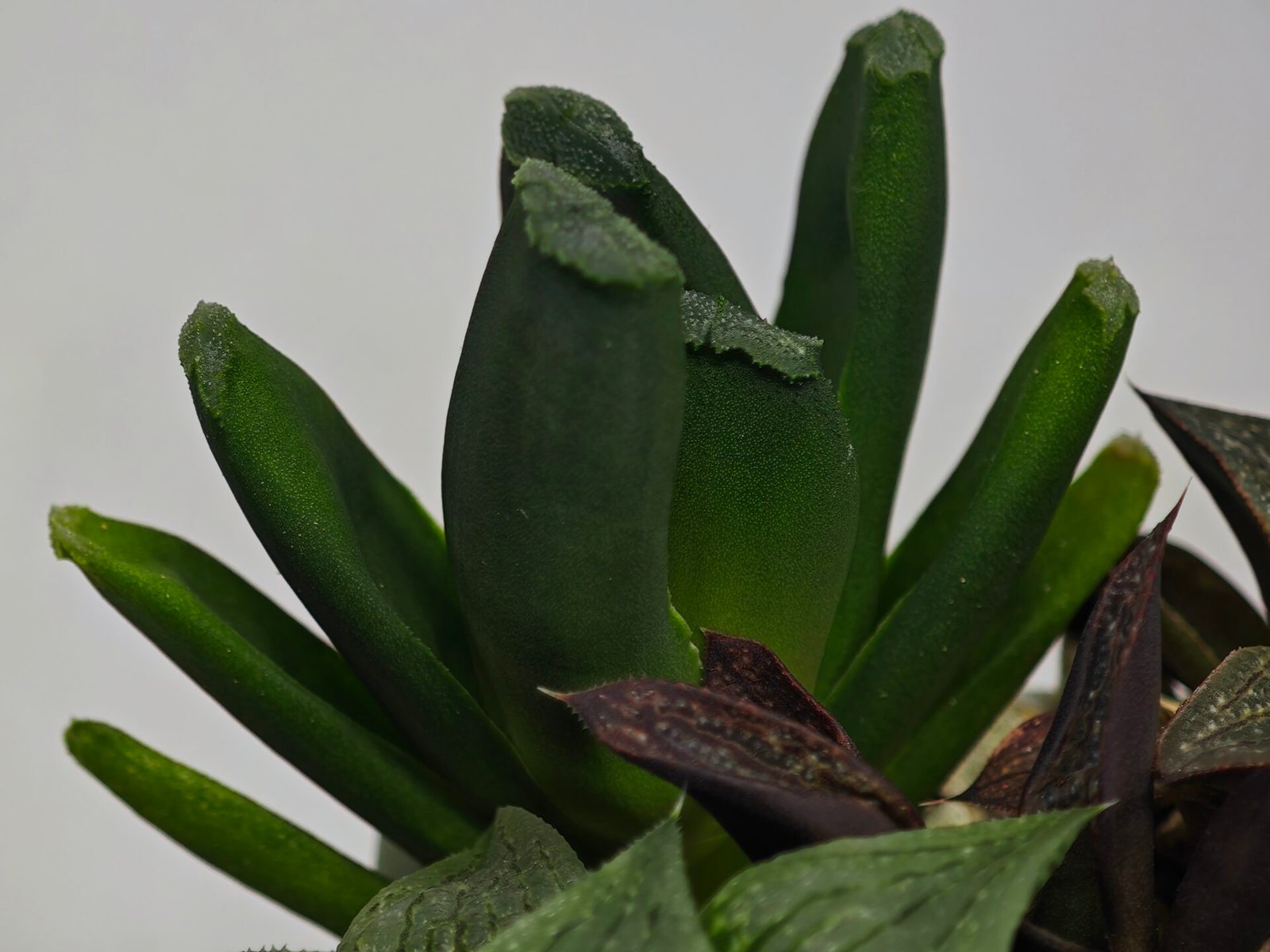Haworthia Seedling MS183 Truncata Unknown Hybrid Maughanii Unknown) - 6