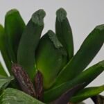 Haworthia Seedling MS183 Truncata Unknown Hybrid Maughanii Unknown) - 7