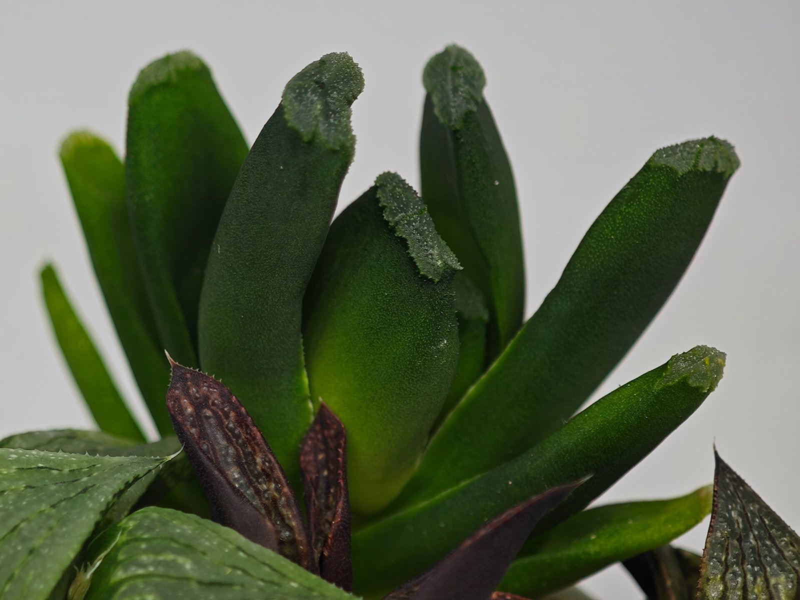Haworthia Seedling MS183 Truncata Unknown Hybrid Maughanii Unknown) - 7