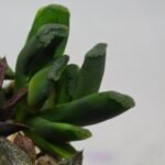 Haworthia Seedling MS183 Truncata Unknown Hybrid Maughanii Unknown) - 8