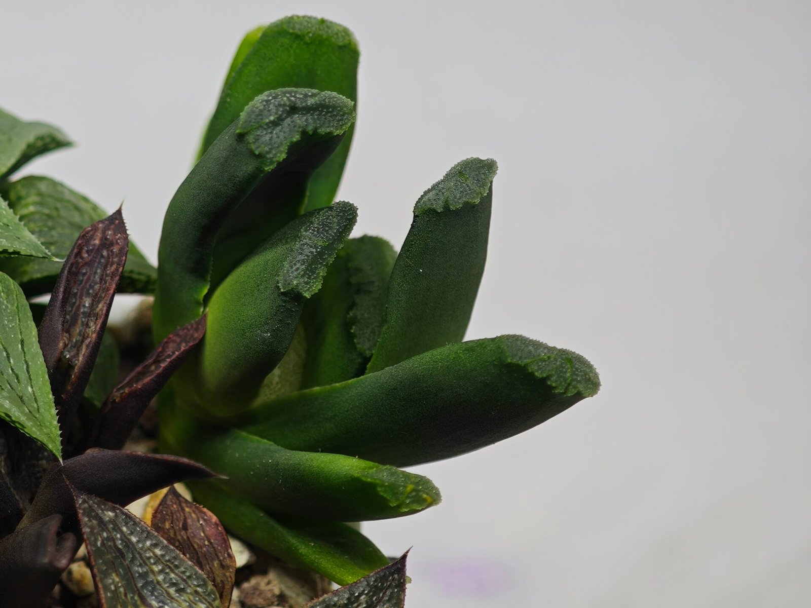 Haworthia Seedling MS183 Truncata Unknown Hybrid Maughanii Unknown) - 8