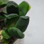 Haworthia Seedling MS183 Truncata Unknown Hybrid Maughanii Unknown) - 9