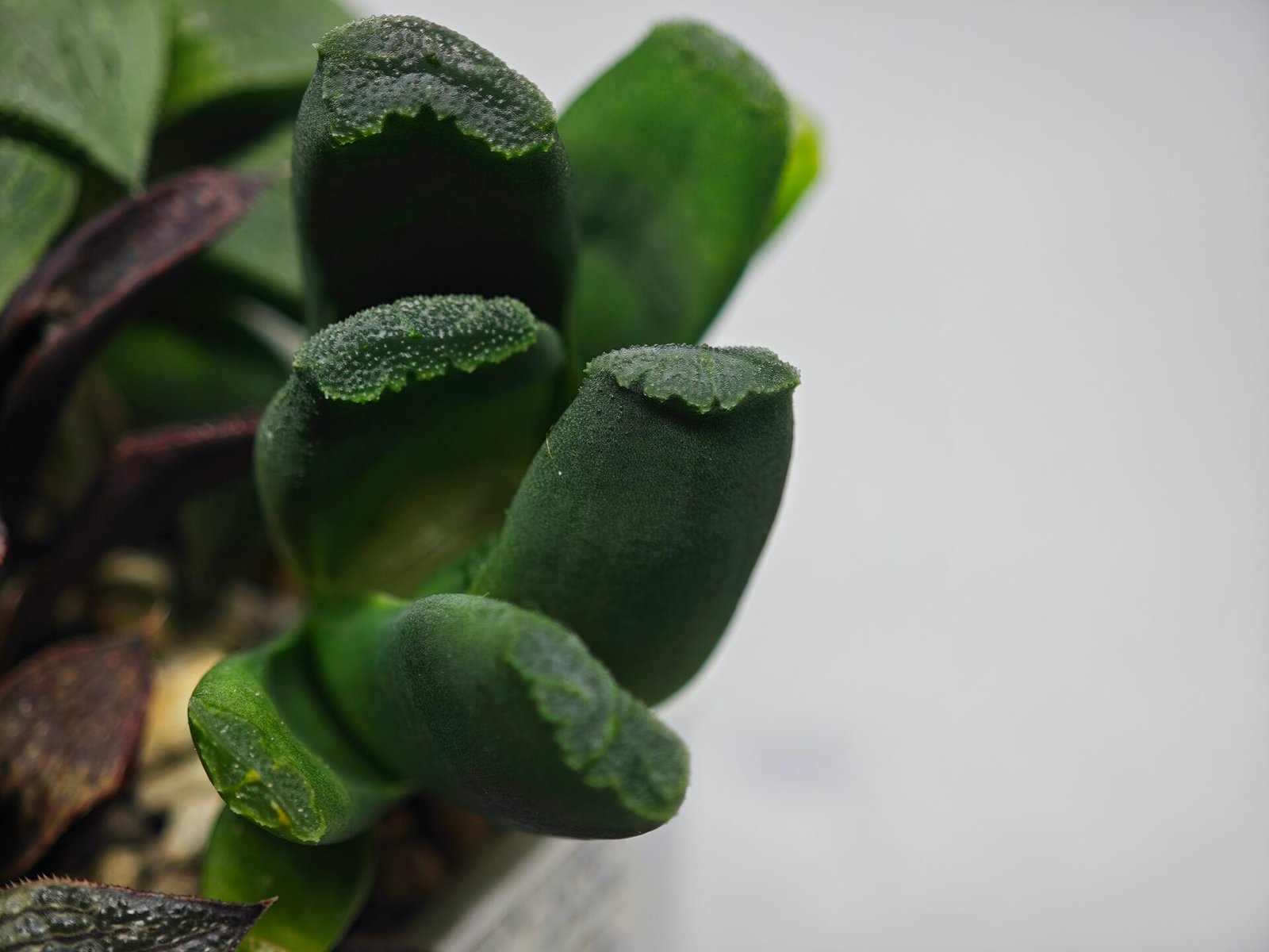 Haworthia Seedling MS183 Truncata Unknown Hybrid Maughanii Unknown) - 9