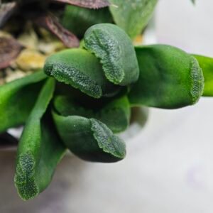 Haworthia Seedling MS183 Truncata Unknown Hybrid Maughanii Unknown) - 10