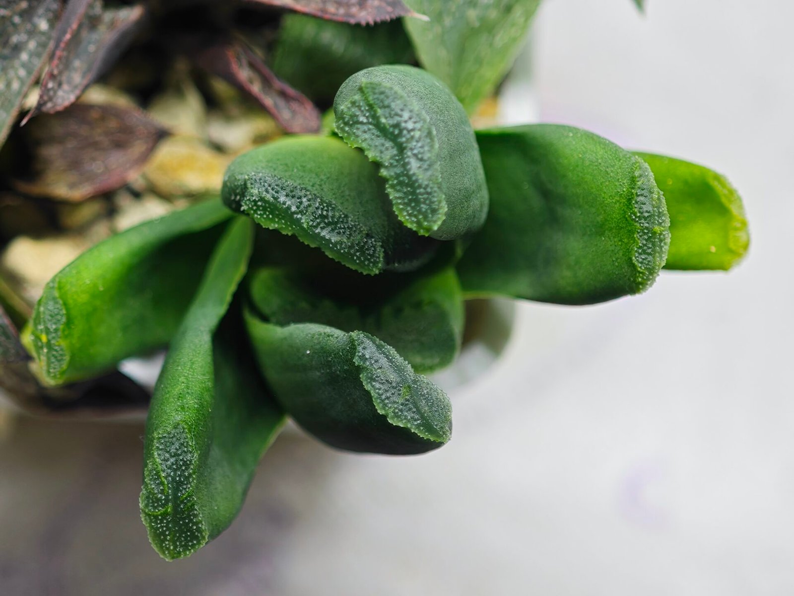 Haworthia Seedling MS183 Truncata Unknown Hybrid Maughanii Unknown) - 10