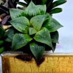 Haworthia Seedling MS185 Odorico x Paradise Flower - 1