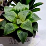 Haworthia Seedling MS185 Odorico x Paradise Flower - 2