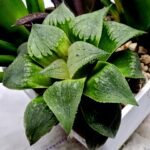 Haworthia Seedling MS185 Odorico x Paradise Flower - 3
