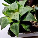 Haworthia Seedling MS185 Odorico x Paradise Flower - 4