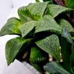Haworthia Seedling MS185 Odorico x Paradise Flower - 5