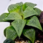 Haworthia Seedling MS185 Odorico x Paradise Flower - 6