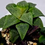 Haworthia Seedling MS185 Odorico x Paradise Flower - 7