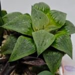 Haworthia Seedling MS185 Odorico x Paradise Flower - 8