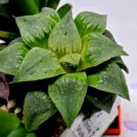 Haworthia Seedling MS185 Odorico x Paradise Flower - 9