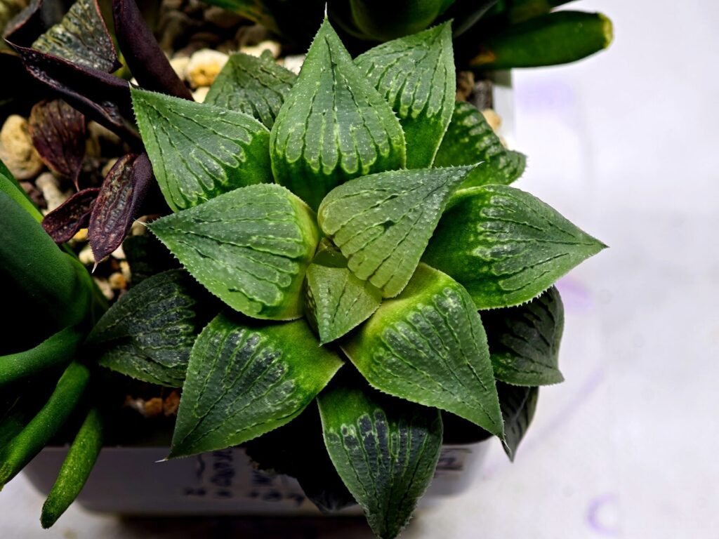 Haworthia Seedling MS185 Odorico x Paradise Flower - 10