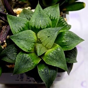 Haworthia Seedling MS185 Odorico x Paradise Flower - 10