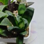 Haworthia Seedling MS186 Truncata Hybrid x Maughanii Unknown - 1
