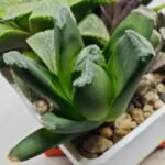 Haworthia Seedling MS186 Truncata Hybrid x Maughanii Unknown - 2