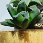 Haworthia Seedling MS186 Truncata Hybrid x Maughanii Unknown - 3