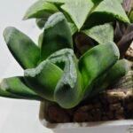 Haworthia Seedling MS186 Truncata Hybrid x Maughanii Unknown - 4