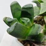 Haworthia Seedling MS186 Truncata Hybrid x Maughanii Unknown - 5