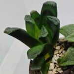 Haworthia Seedling MS186 Truncata Hybrid x Maughanii Unknown - 6