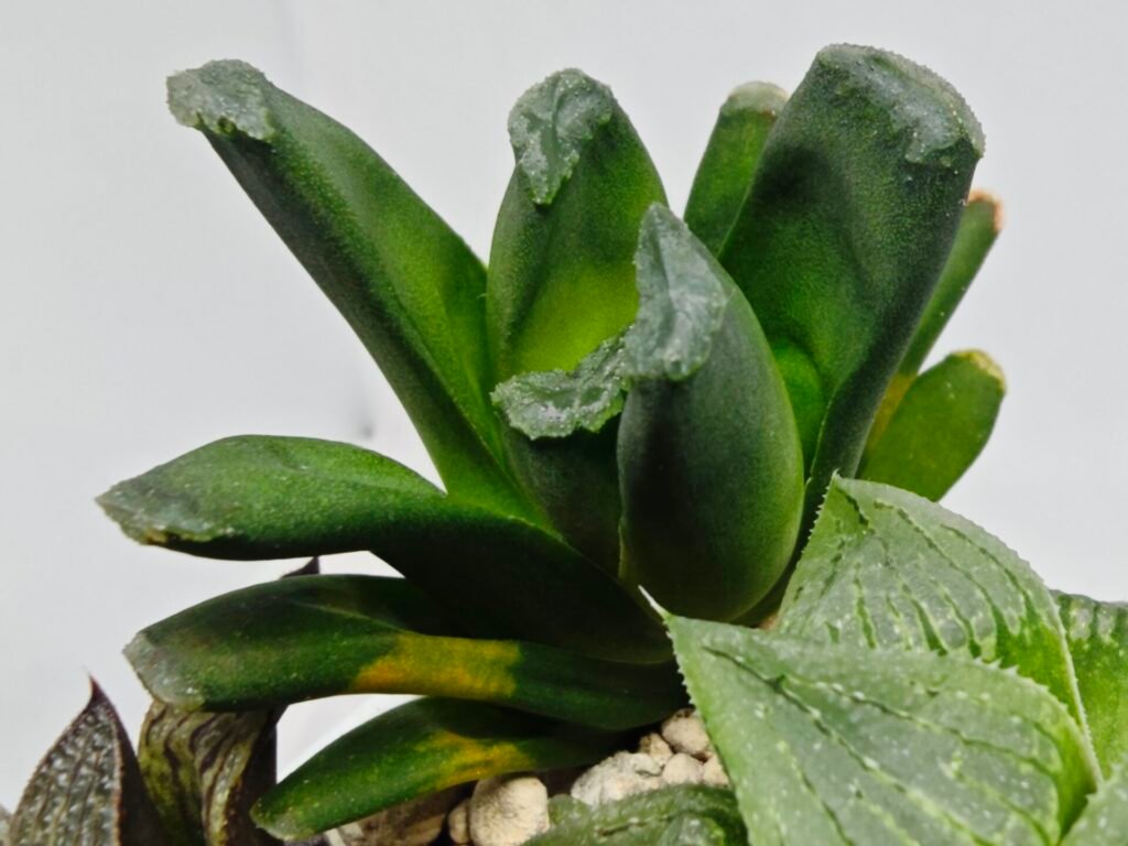 Home 4 Haworthia Seedling MS186 Truncata Hybrid x Maughanii Unknown - 7