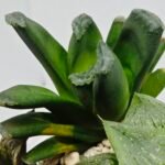 Haworthia Seedling MS186 Truncata Hybrid x Maughanii Unknown - 7