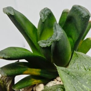 Haworthia Seedling MS186 Truncata Hybrid x Maughanii Unknown - 7