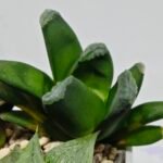 Haworthia Seedling MS186 Truncata Hybrid x Maughanii Unknown - 8
