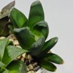 Haworthia Seedling MS186 Truncata Hybrid x Maughanii Unknown - 9
