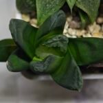 Haworthia Seedling MS186 Truncata Hybrid x Maughanii Unknown - 10