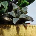 Haworthia Seedling Splendens MS187 - 1