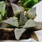 Haworthia Seedling Splendens MS187 - 2
