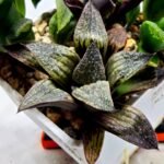 Haworthia Seedling Splendens MS187 - 3