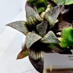 Haworthia Seedling Splendens MS187 - 4
