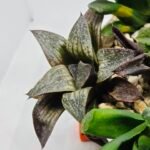 Haworthia Seedling Splendens MS187 - 5