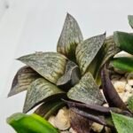 Haworthia Seedling Splendens MS187 - 6