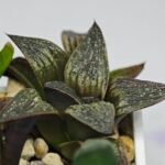 Haworthia Seedling Splendens MS187 - 7