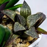 Haworthia Seedling Splendens MS187 - 8