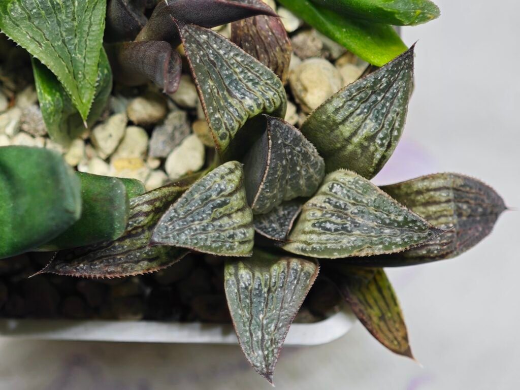 Haworthia Seedling Splendens MS187 - 9